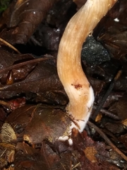 Laccaria laccata pallidifolia