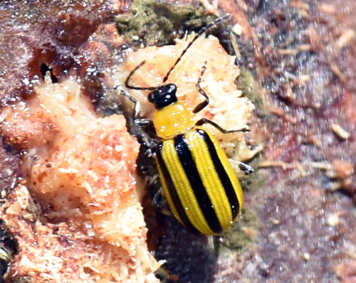 Striped cucumber beetle