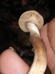 Laccaria laccata pallidifolia