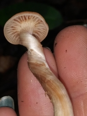 Laccaria laccata pallidifolia