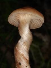 Laccaria laccata pallidifolia