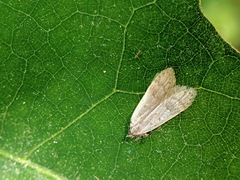 Dichomeris punctidiscellus