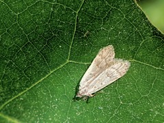 Dichomeris punctidiscellus