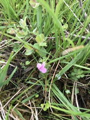 Pedicularis sylvatica