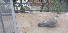 Columba palumbus