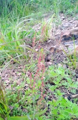 Rumex acetosella