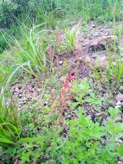 Rumex acetosella