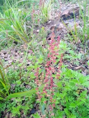 Rumex acetosella