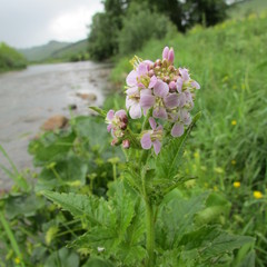 Cardamine macrophylla