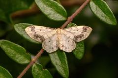 Idaea trigeminata