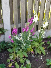 Digitalis purpurea