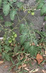Solanum lycopersicum