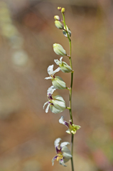 Streptanthus glandulosus secundus