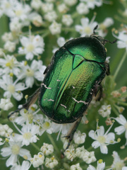 Cetonia aurata