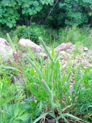 Phleum pratense
