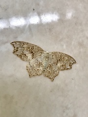 Hyalospectra altipustularia