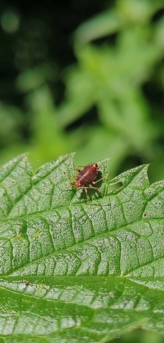 Red-spotted Plant Bug, Elsenburg, 2288 Rijswijk, Nederland, photo 10 of 10