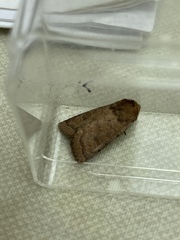 Hoplodrina octogenaria