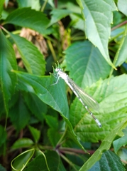 Enallagma risi
