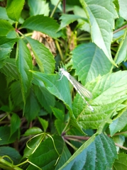 Enallagma risi