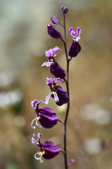 Streptanthus glandulosus pulchellus