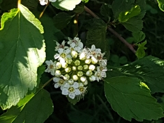 Magnoliopsida