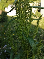 Rumex longifolius
