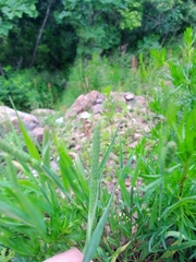 Phleum pratense