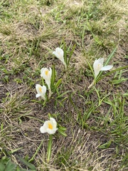 Crocus vernus
