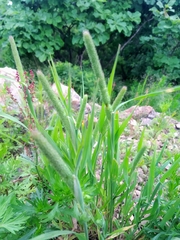 Phleum pratense