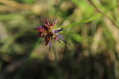 Phyteuma scheuchzeri
