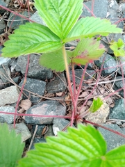 Fragaria orientalis