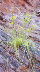 Cyperus hesperius