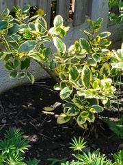 Ilex × altaclerensis