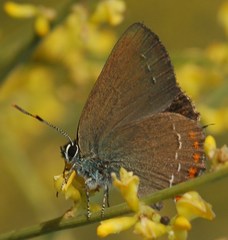 Satyrium esculi