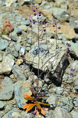 Streptanthus glandulosus pulchellus