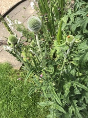 Echinops bannaticus