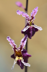 Streptanthus glandulosus pulchellus