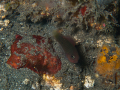 Pseudochromis marshallensis