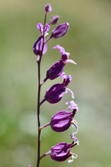 Streptanthus glandulosus pulchellus