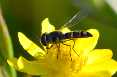 Pseudoscaeva diversifasciata