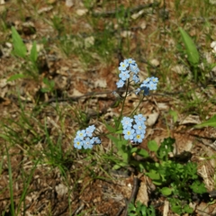 Myosotis asiatica