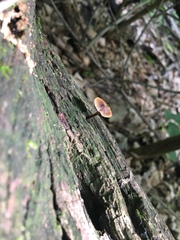 Collybiopsis dichroa