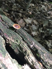 Collybiopsis dichroa