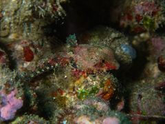 Synchiropus bartelsi