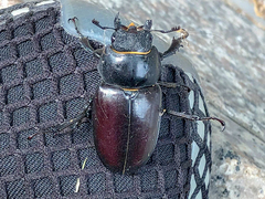 Lucanus cervus