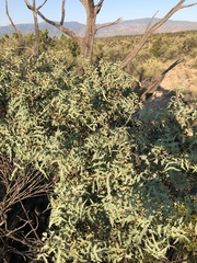 Berberis haematocarpa