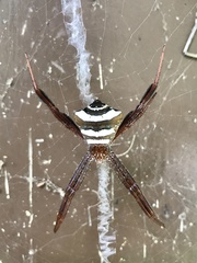 Argiope reinwardti