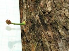 Dendrotrophe varians