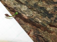 Dendrotrophe varians